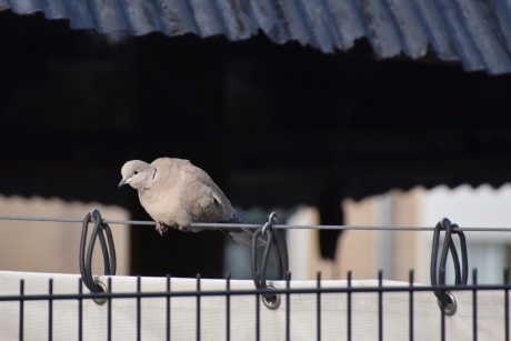 Nieuwsgierige tortel