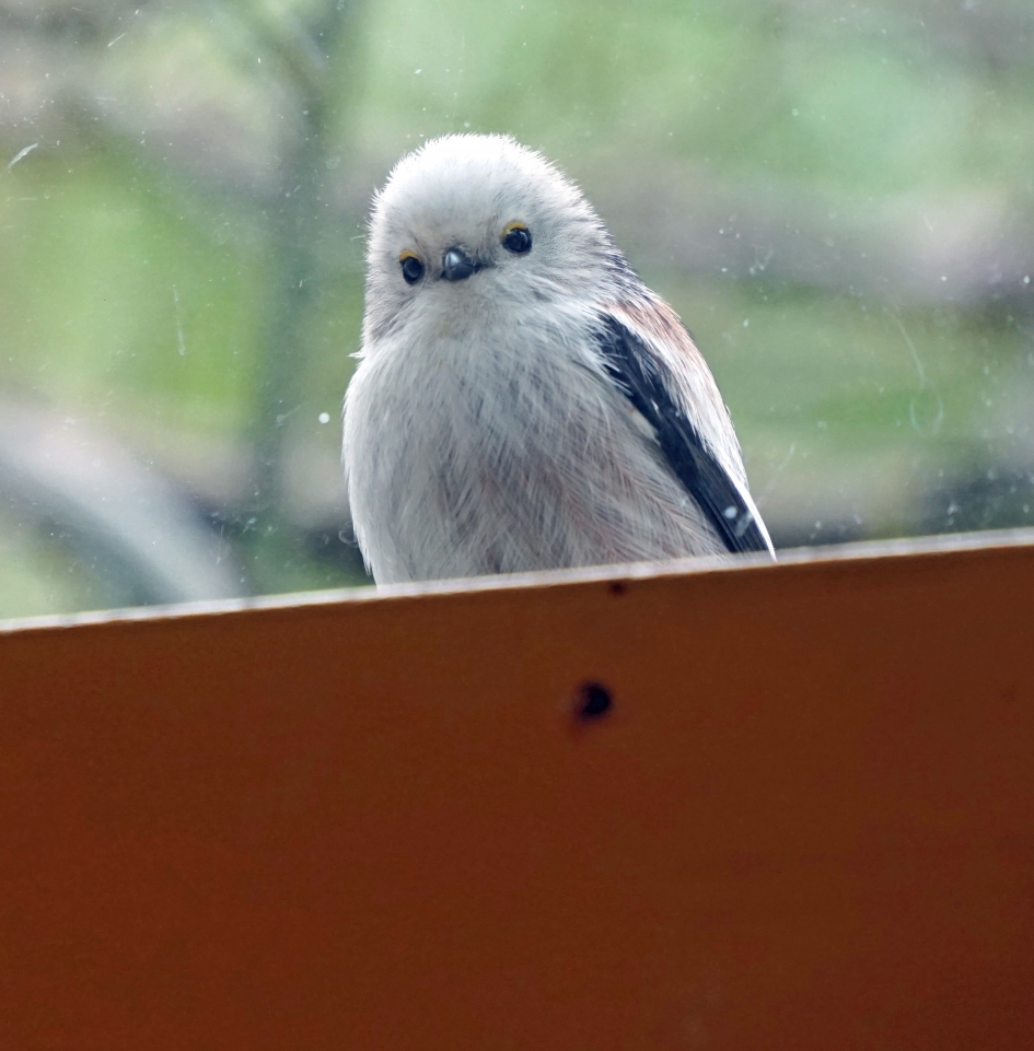 nieuwsgierige witkop staartmees - Vogels - witkop staartmees
