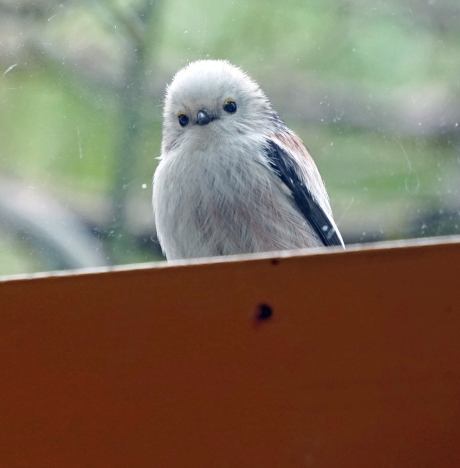 nieuwsgierige witkop staartmees