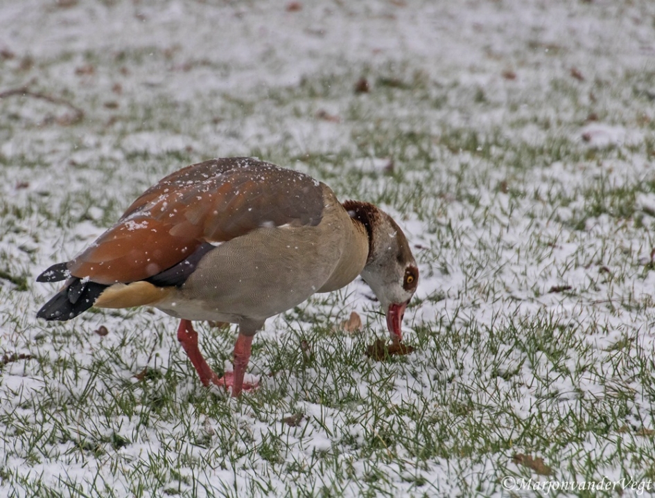 Nijlgans - Vogels - Nijlgans