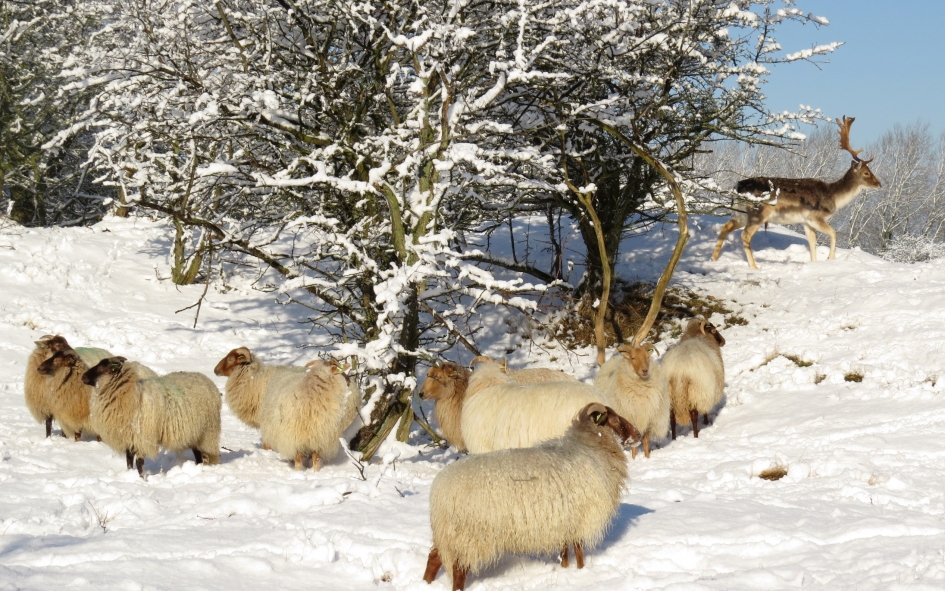 Nog een keer de sneeuw - Zoogdieren - Drents heideschaap/ Damhert