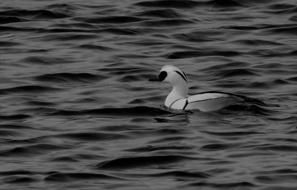 Nonnetje - Vogels - Nonnetje