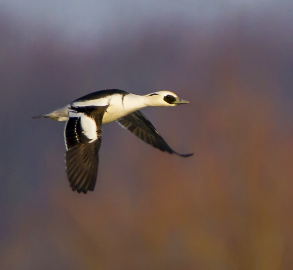Nonnetje in vlucht - Vogels - Nonnetje