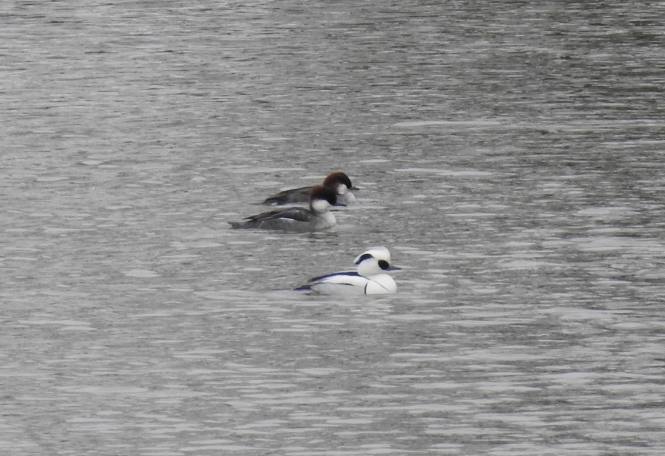 Nonnetjes - Vogels - Nonnetje