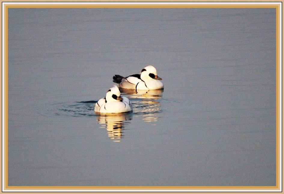 Nonnetjes - Vogels - Nonnetje  man