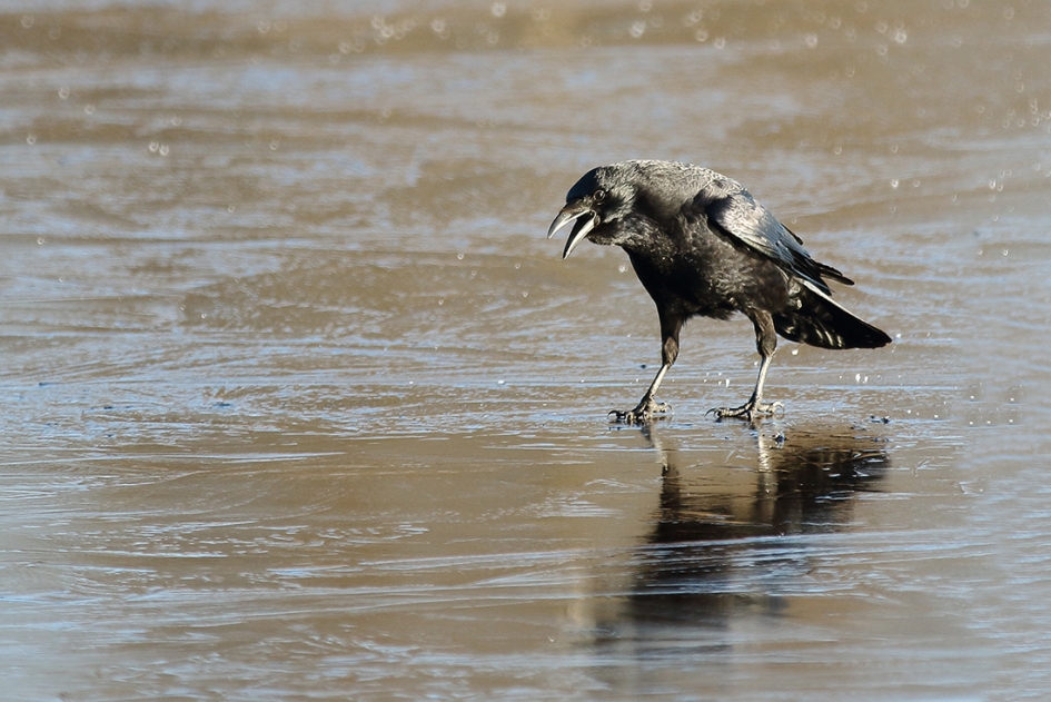 ochtendhumeur - Vogels - 