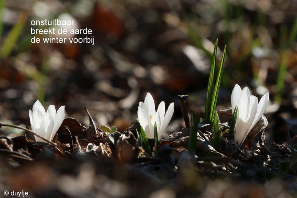 onstuitbaar - Planten - crocus