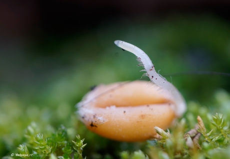 Ontkiemend vogelzaadje