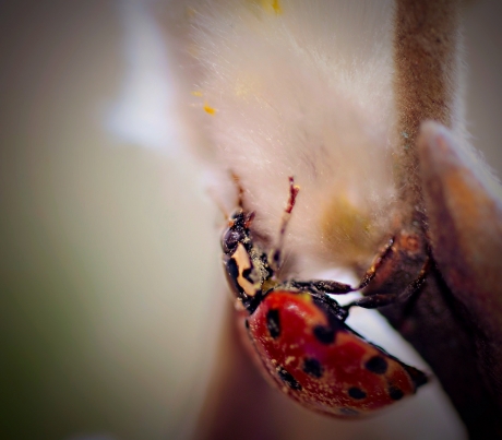 Oogvleklieveheersbeestje