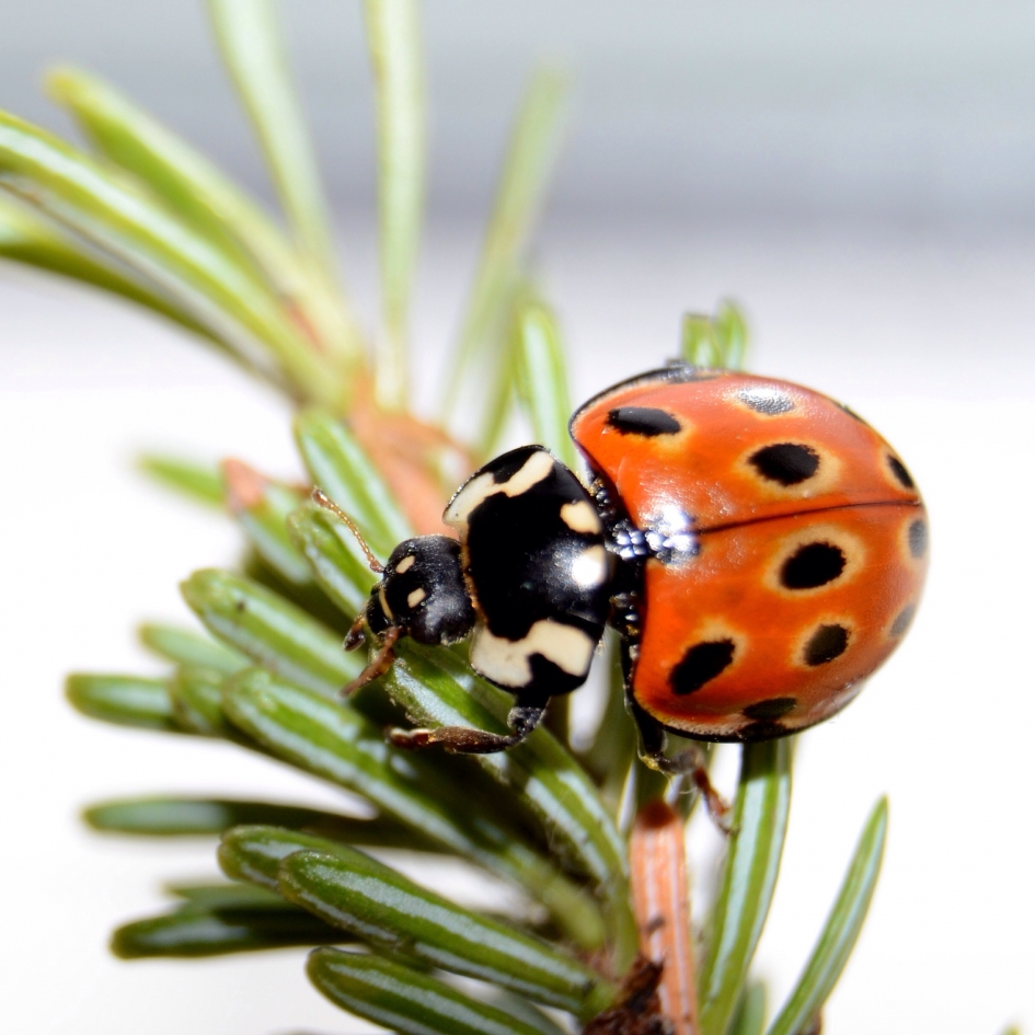 Oogvleklieveheersbeestje - Geleedpotigen - Oogvleklieveheersbeestje