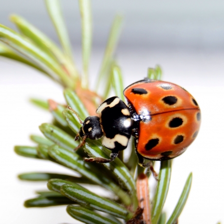 Oogvleklieveheersbeestje