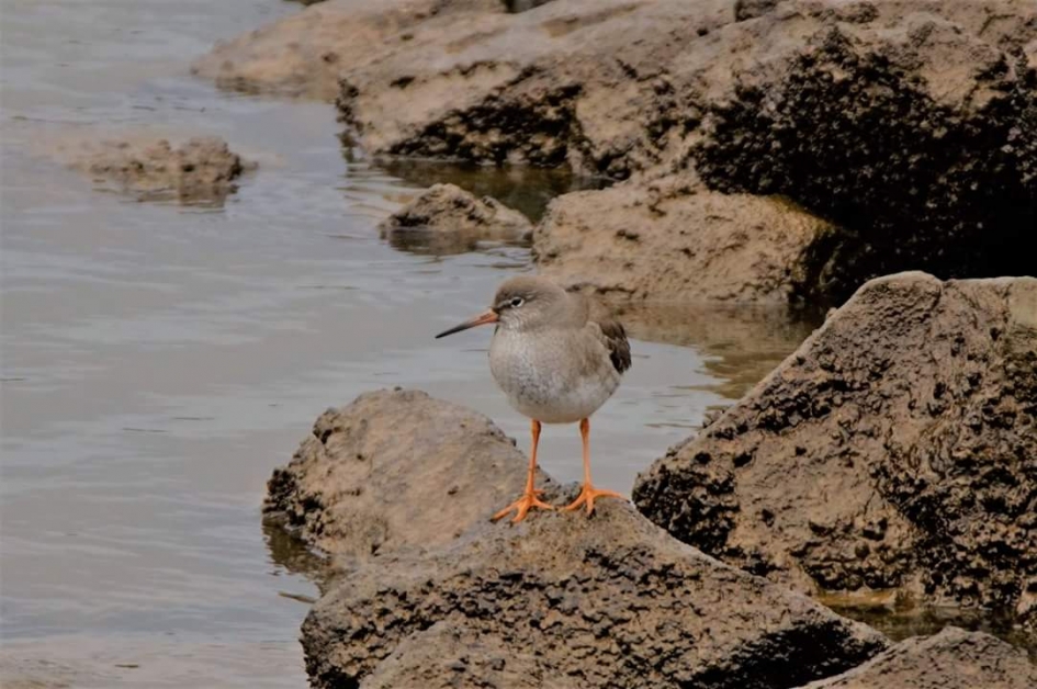 Op de uitkijk - Vogels - Tureluur