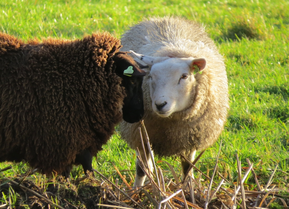 Op wie ga jij stemmen? - Zoogdieren - Schaap