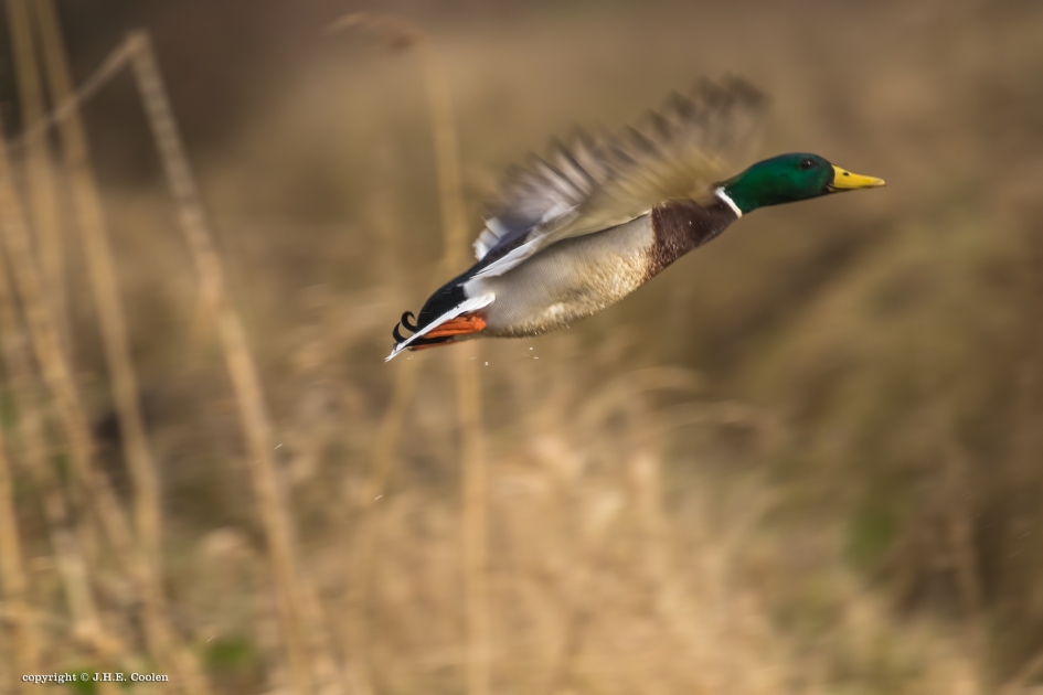 Opvliegend wild - Vogels - Wilde eend