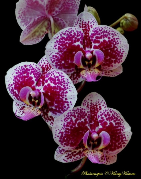 Orchidee, Phalaenopsis