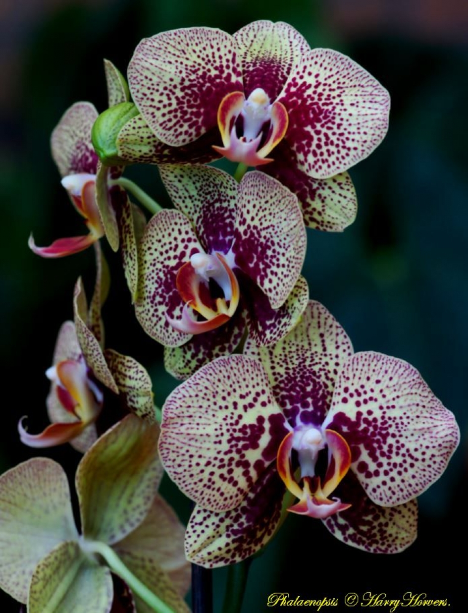 Orchidee, Phalaenopsis - Planten - 