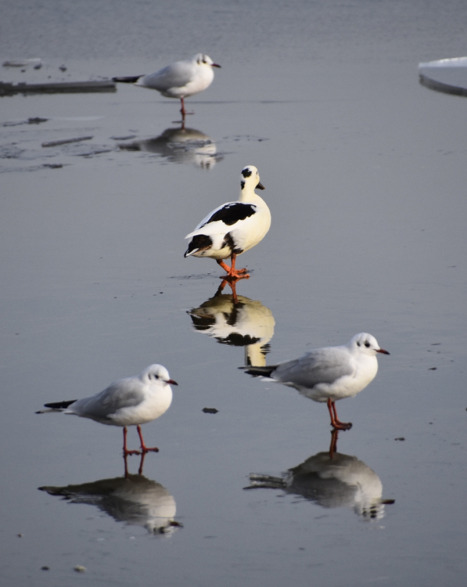 Over het ijs.... - Vogels - 