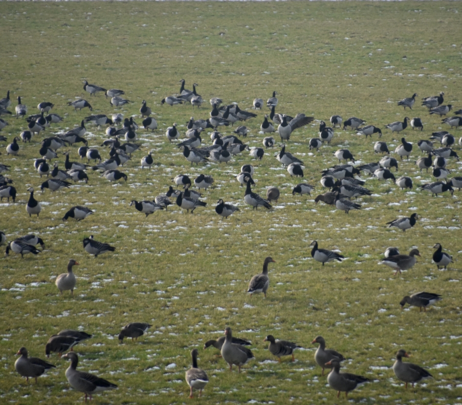 Overal ganzen - Vogels - 