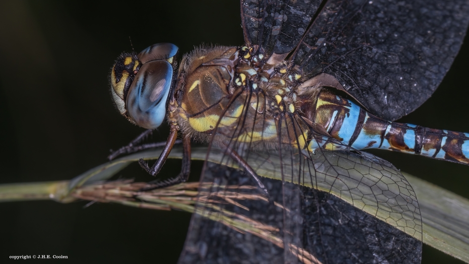 Paardenbijter (man) - Geleedpotigen - Paardenbijter