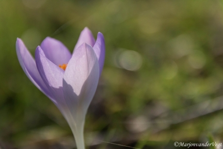 Paarse krokus