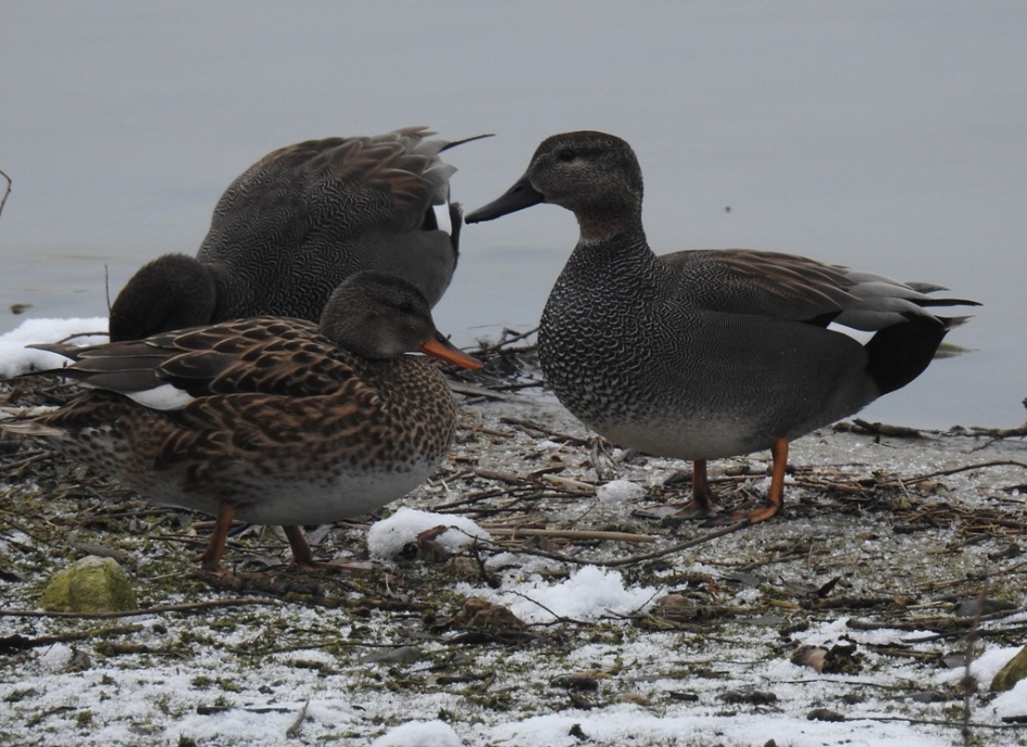 Paartje krakeenden - Vogels - Krakeend