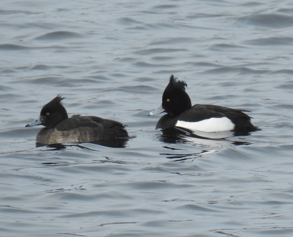 Paartje kuifeenden - Vogels - Kuifeenden