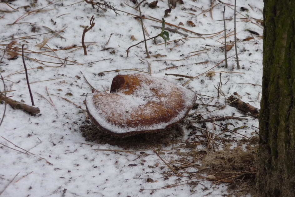 Paddenstoel in de sneeuw - Schimmels - 