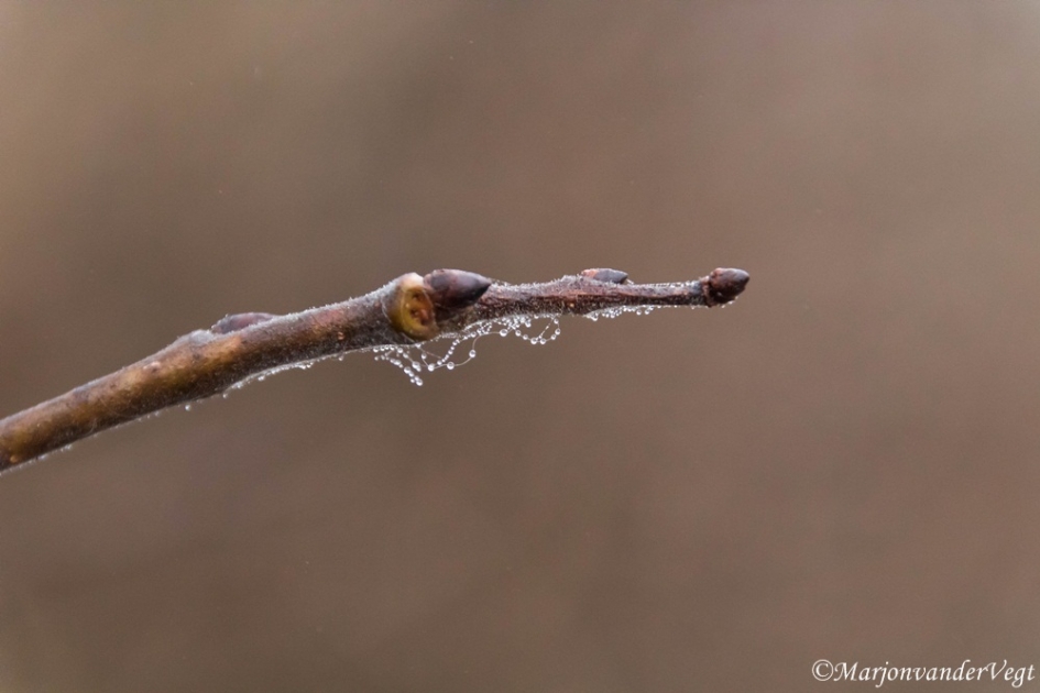 Parels - Planten - druppels