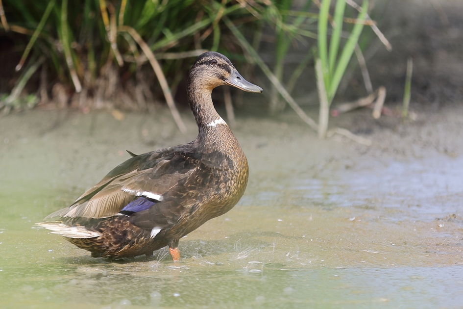 parkeend -v- - Vogels - 