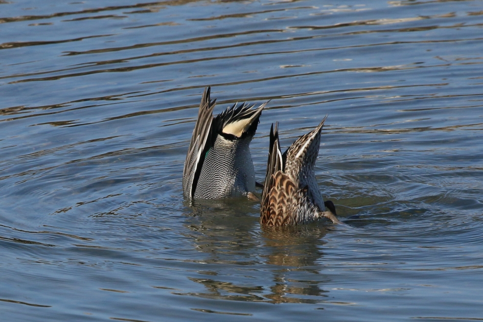 Pas de deux - Vogels - Wintertalingen