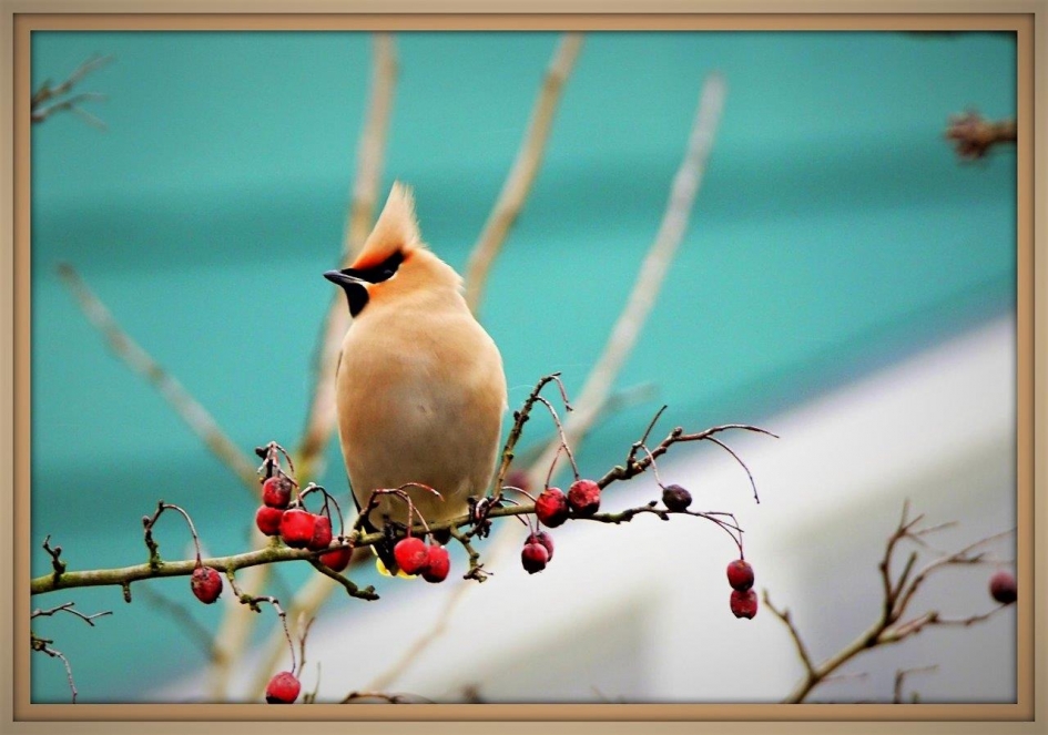 Pastel - Vogels - Pestvogel
