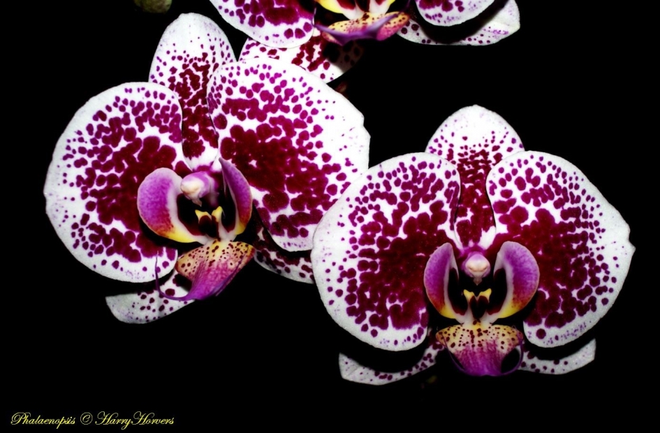Phalaenopsis - Planten - orchidee