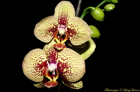 Phalaenopsis