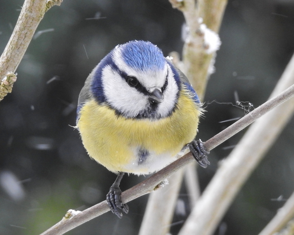 Pimp in de sneeuw - Vogels - Pimpelmees