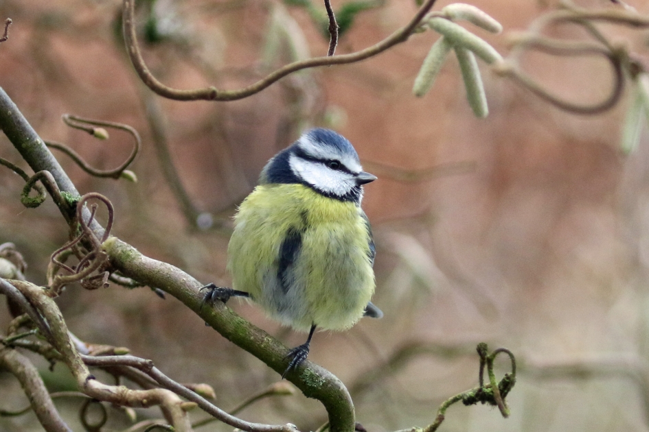 Pimpelmees - Vogels - 