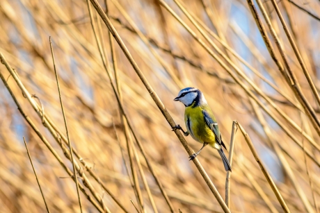 Pimpelmees op riethalm