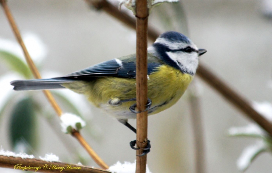 Pimpelmeesje - Vogels - Pimpelmeesje