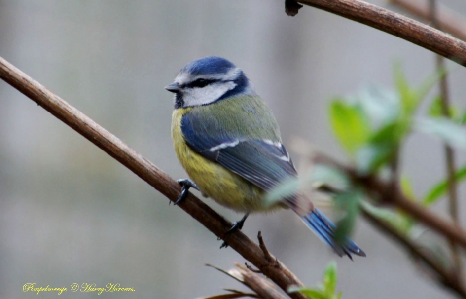 Pimpelmeesje - Vogels - Pimpelmeesje