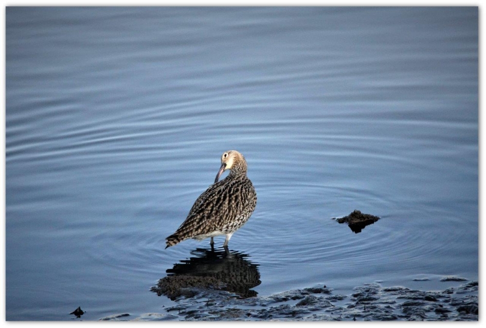 Poets werk - Vogels - Wulp