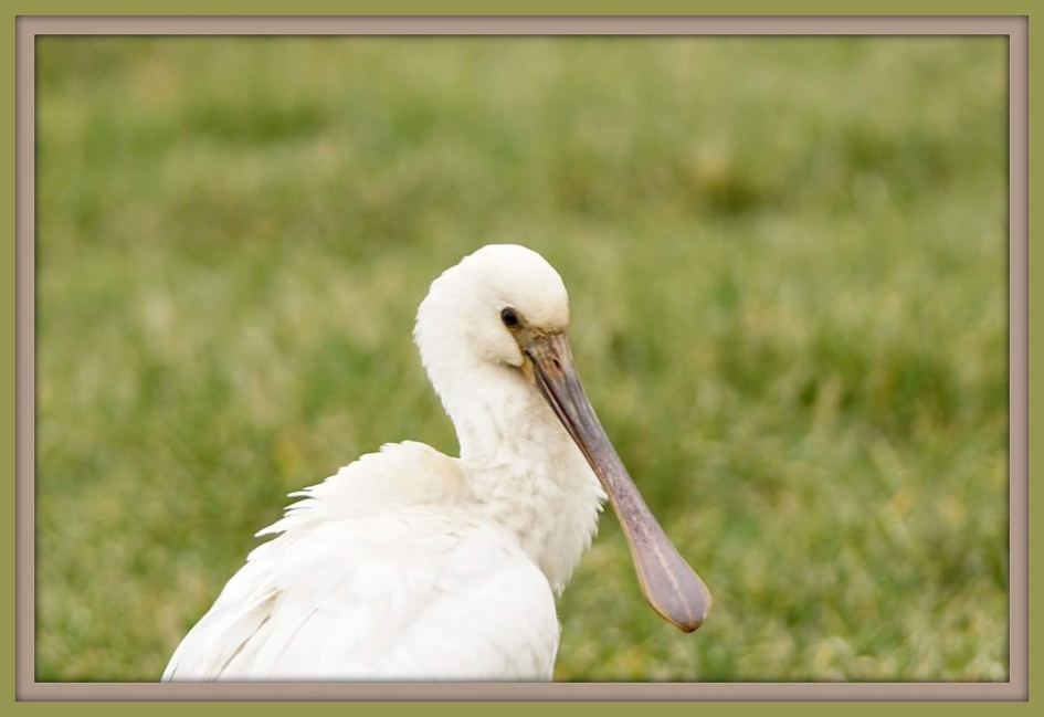 Portret - Vogels - Lepelaar