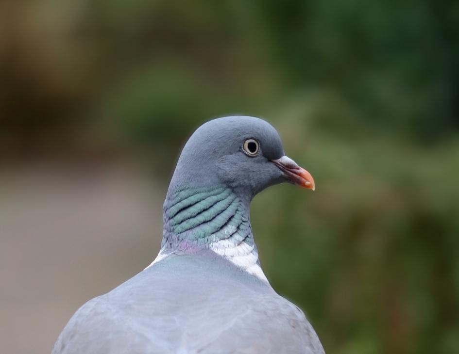 Portret Houtduif - Vogels - Houtduif