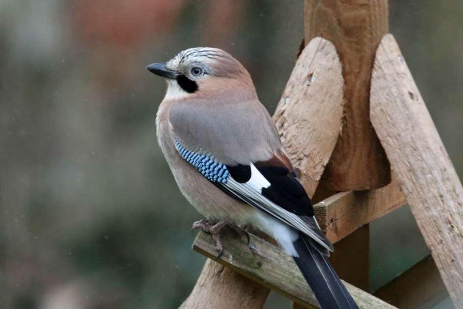 Poserende gaai - Vogels - 