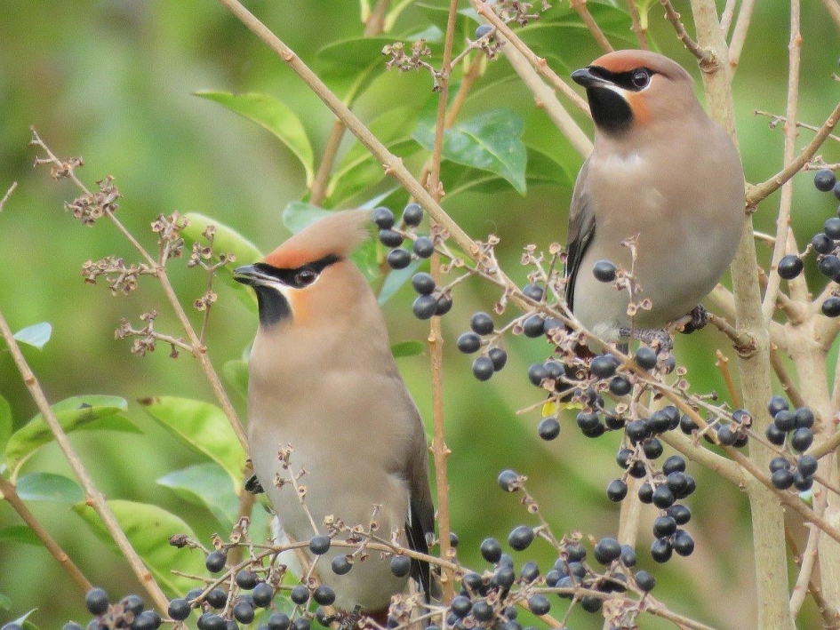 Prachtige Pestvogel - Vogels - Pestvogel