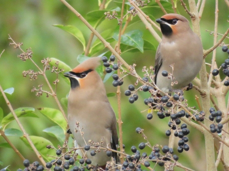 Prachtige Pestvogel