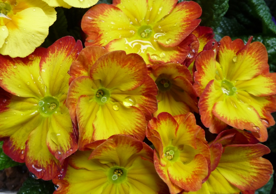 Primula's - Planten - 