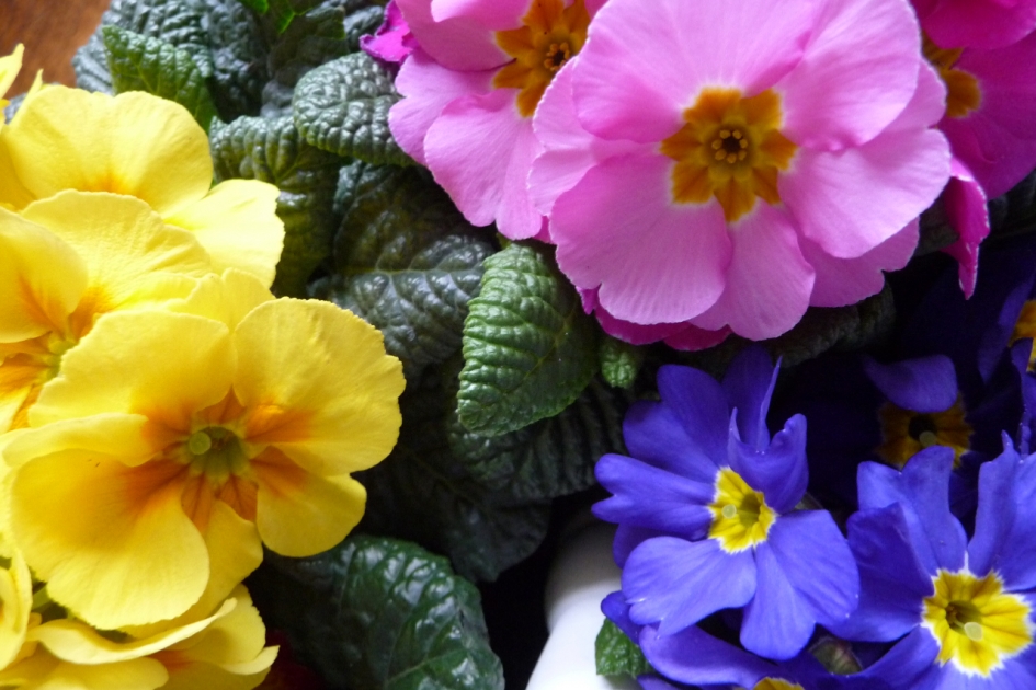 Primula's - Planten - 