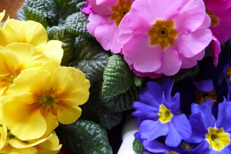 Primula's