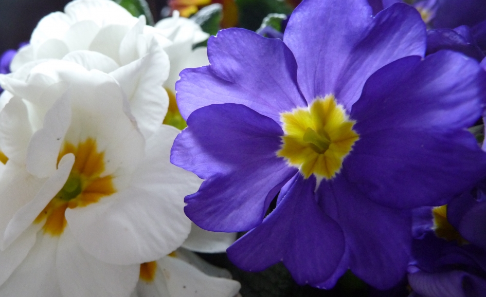 Primula's - Planten - 