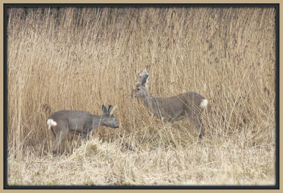 Ree in het riet - Zoogdieren - Ree