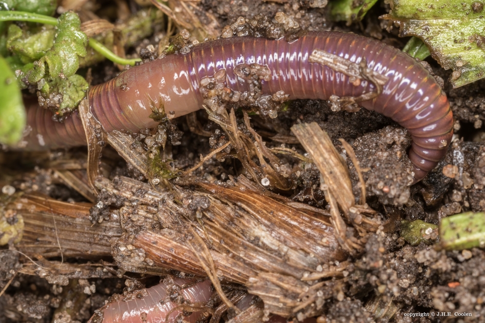 Regenworm - Geleedpotigen - Regenworm
